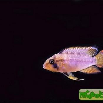 Apistogramma panduro