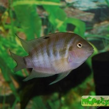 Archocentrus nigrofasciatus