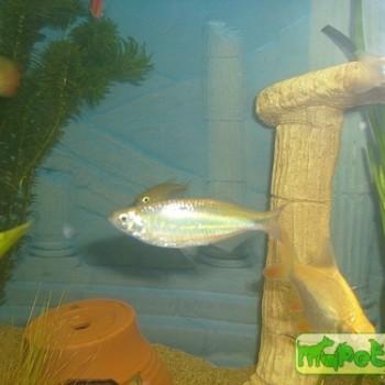 Devario aequipinnatus (Danio aequipinnatus)