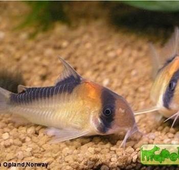 Corydoras adolfoi