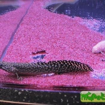Polypterus ornatipinnis