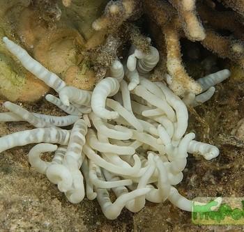 Heteractis malu (Radianthus malu)
