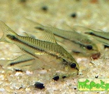 Corydoras pygmaeus