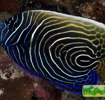 Pomacanthus imperator