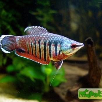 Sphaerichthys vaillanti