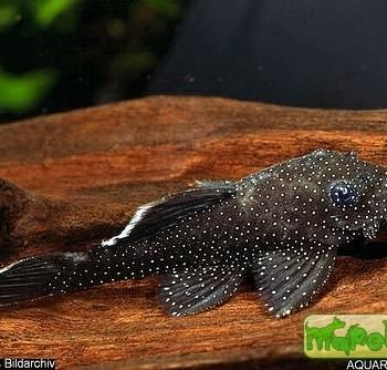 Ancistrus hoplogenys