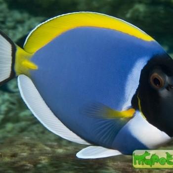 Acanthurus leucosternon