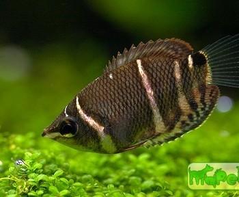 Sphaerichthys osphromenoides