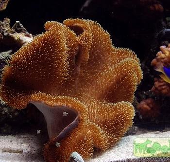 Sarcophyton sp.