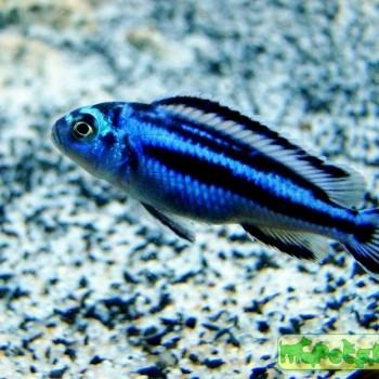 Melanochromis cyaneorhabdos