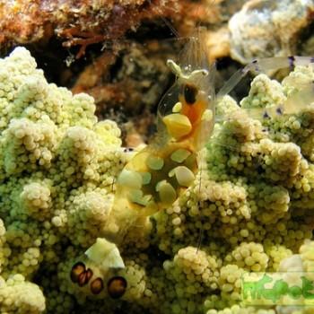 Periclimenes brevicarpalis