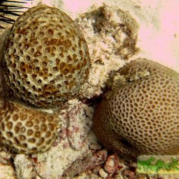 Goniastrea sp.