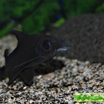 Labeo chrysophekadion (Morulius chrysophekadion)