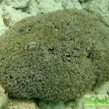 Tubipora musica