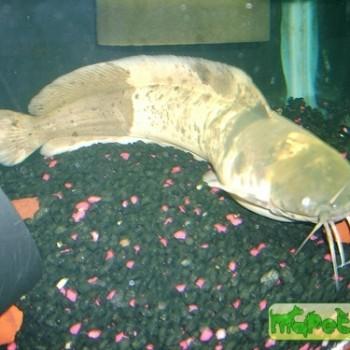 Clarias batrachus
