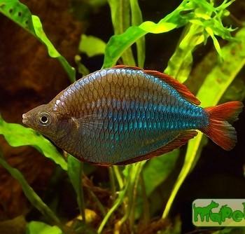 Melanotaenia praecox