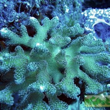 Stylophora sp.