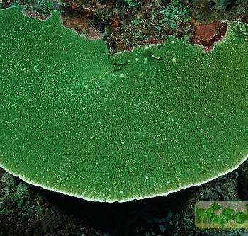 Montipora sp.