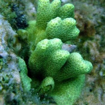 Porites sp.