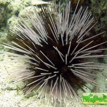 Tripneustes sp.
