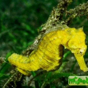 Hippocampus kuda