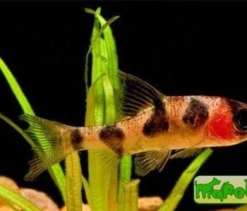 Puntius oligolepis (Barbus oligolepis, Capoeta oligolepis)