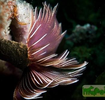 Sabellastarte magnifica