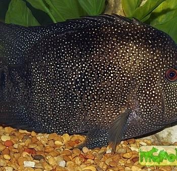 Herichthys cyanoguttatus