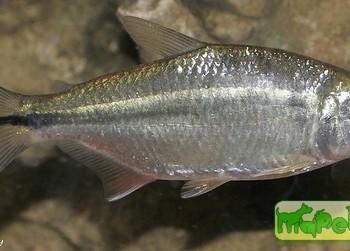 Astyanax mexicanus (A. fasciatus mexicanus)