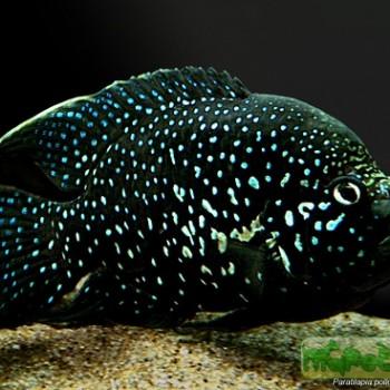 Paratilapia polleni