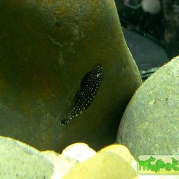 Gastromyzon scitulus