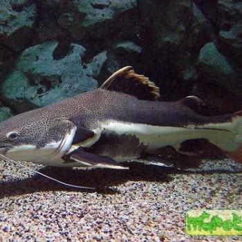 Phractocephalus hemioliopterus
