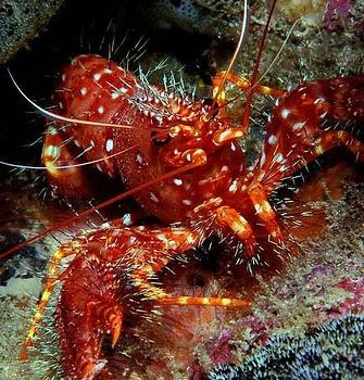 Enoplometopus debelius