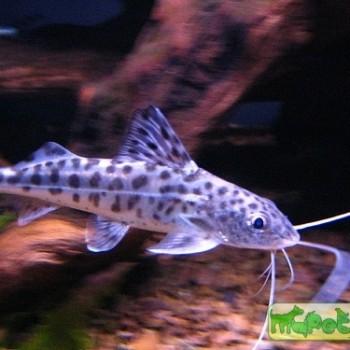 Pimelodus pictus