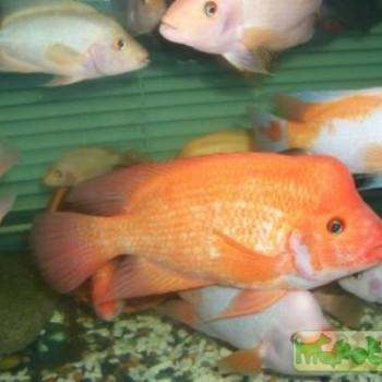 Amphilophus labiatus