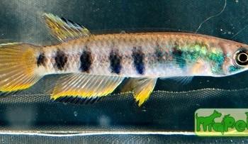 Epiplatys sexfasciatus