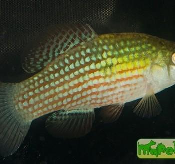 Jordanella floridae