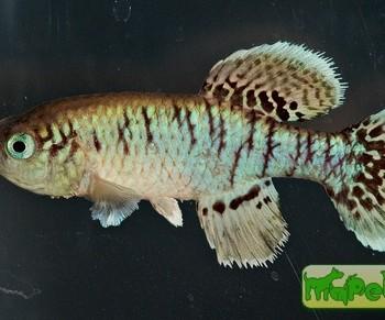 Nothobranchius eggersi