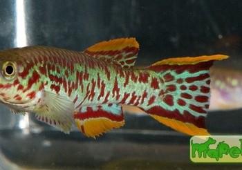 Fundulopanchax gardneri