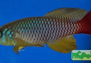 Nothobranchius foerschi