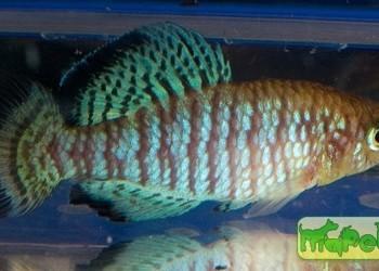 Nothobranchius fuscotaeniatus