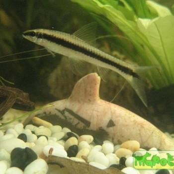 Crossocheilus siamensis (Epalzeorhynchos siamensis)