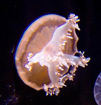 Cassiopeia sp.
