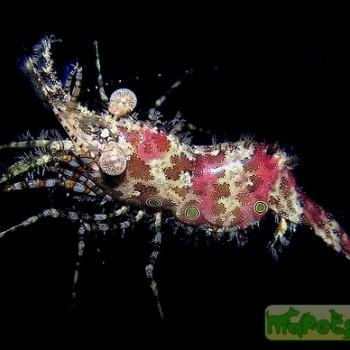 Saron marmoratus