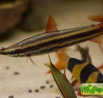 Anostomus anostomus