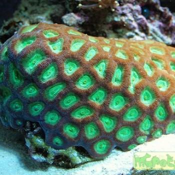 Favia sp.