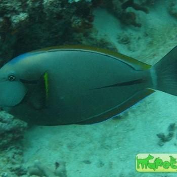 Acanthurus nigricauda