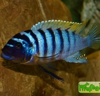 Maylandia zebra
