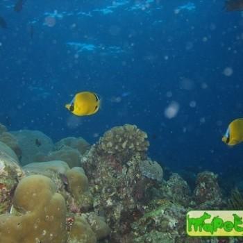 Chaetodon semeion