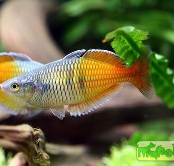 Melanotaenia boesemani
